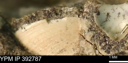undet. Bivalvia