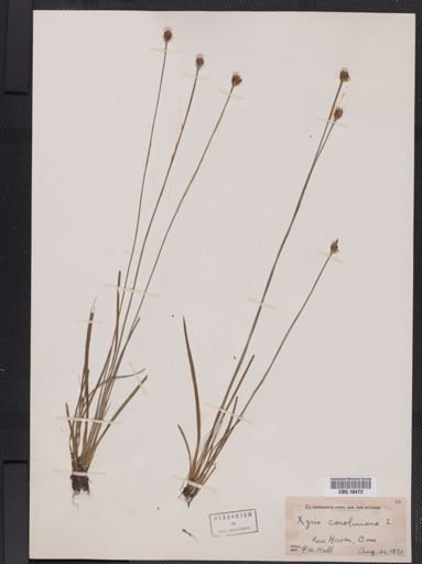 Plantae