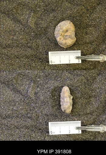 Scaphites whitfieldi
