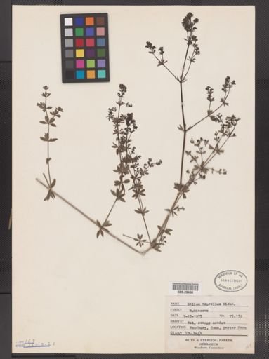 Galium asprellum