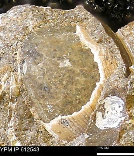 Limopsis striatopunctatus