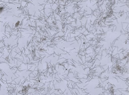 Isodictya