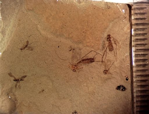 undet. Mycetophilidae