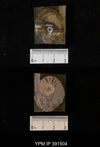 Scaphites whitfieldi