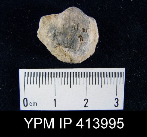 Strophodonta?
