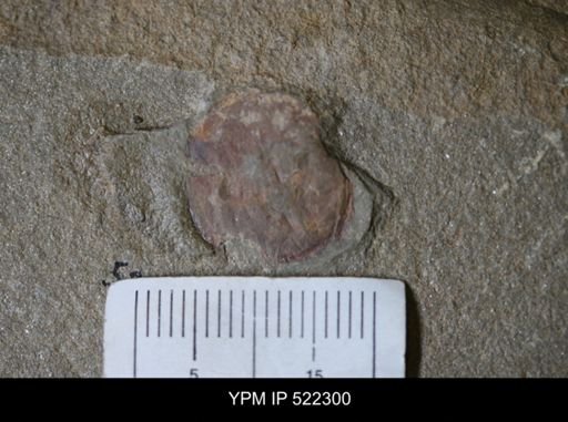undet. Arthropoda