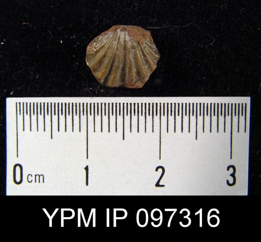 Trematospira camura