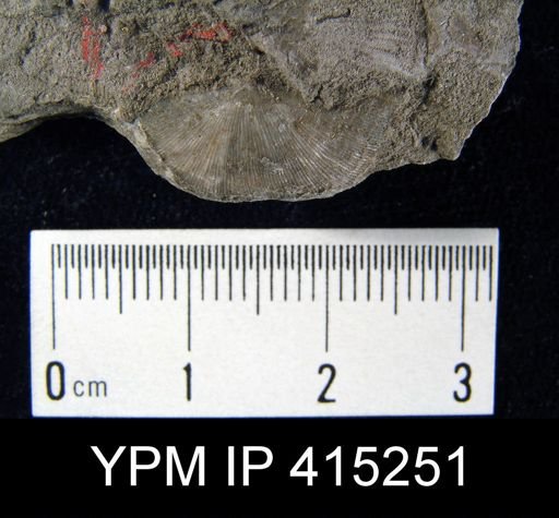 Chonetes granulifer