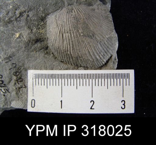 Pseudoatrypa devoniana