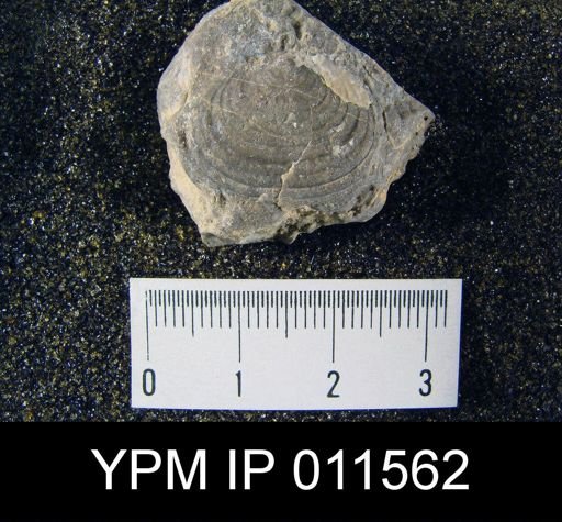 Pustula semipunctata