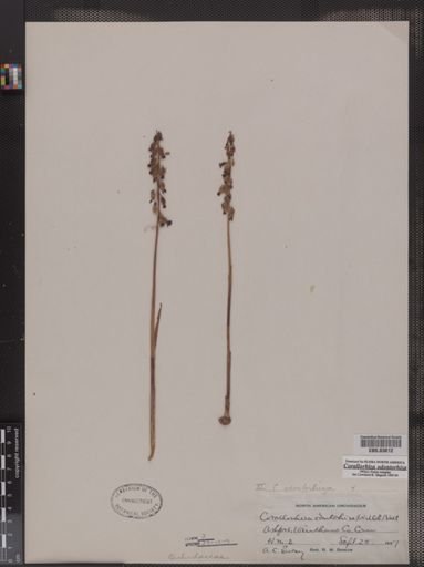 Corallorhiza odontorhiza