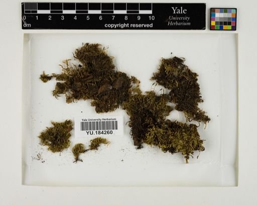 Plantae
