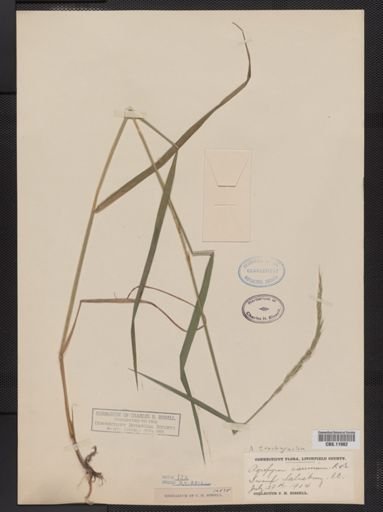 Elymus trachycaulus