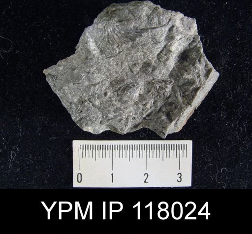Delthyris (Quadrifarius) rugaecosta