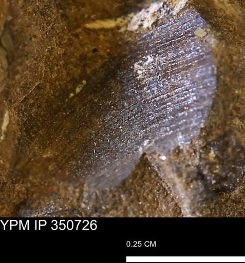 undet. Mollusca