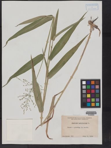 Panicum latifolium