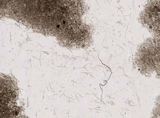 Pione vastifica