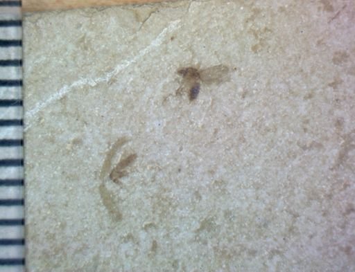 undet. Hexapoda