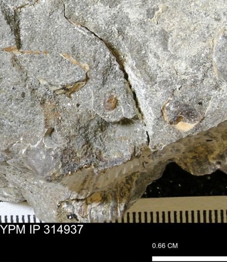 undet. Scaphitidae