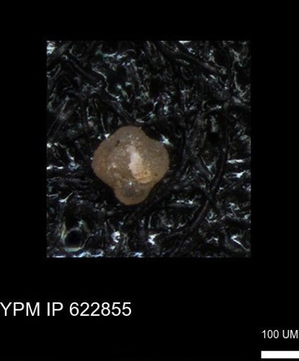 undet. Foraminiferida