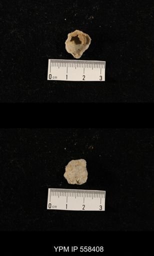 undet. Aulostegoidea