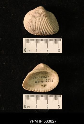 Arca transversa