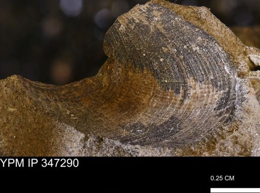 undet. Bivalvia