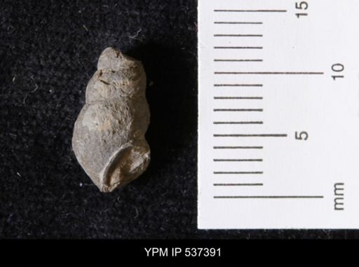 Goniobasis ortmanni