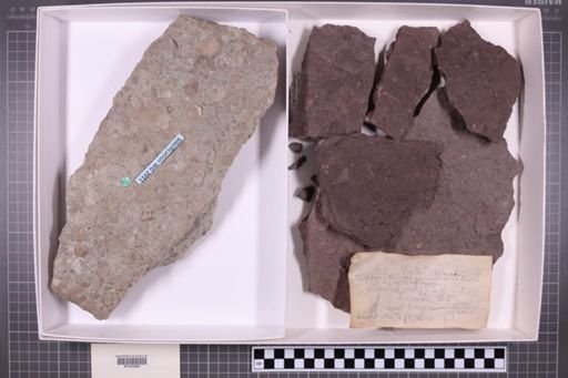 mixed taxa, stratigraphic collection