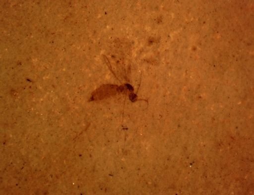 Hymenoptera?