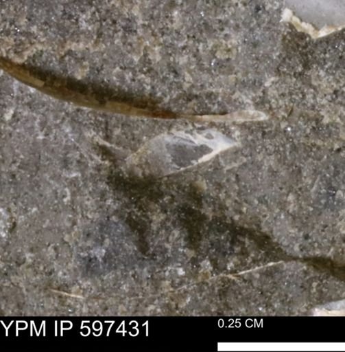 undet. Mollusca