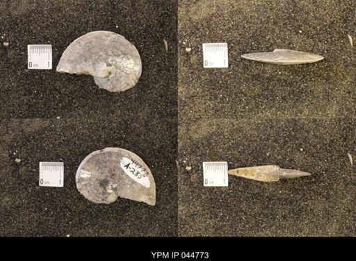 Sphenodiscus lenticularis