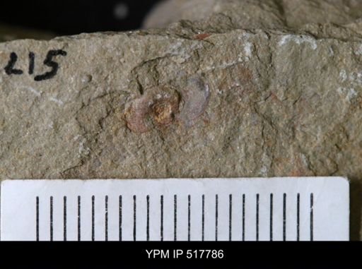 undet. Gastropoda
