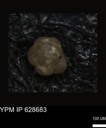 undet. Foraminiferida
