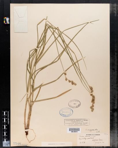 Carex foenea