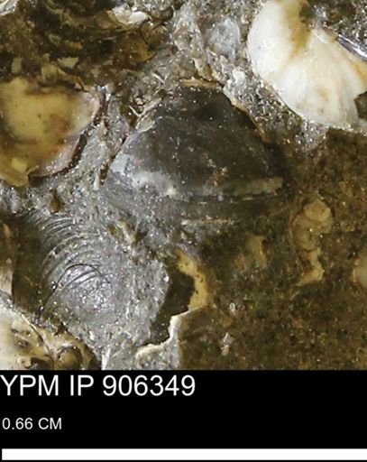 undet. Mollusca