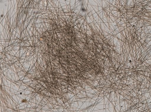 Suberites aurantiacus
