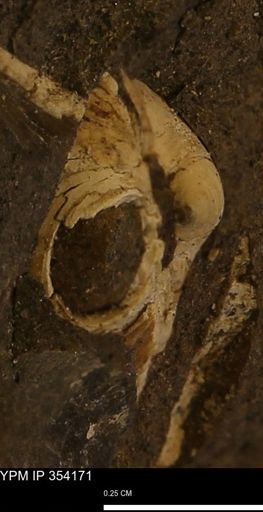 Limopsis striatopunctatus