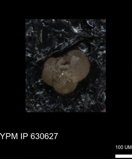 undet. Foraminiferida