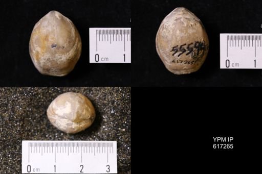 Kingena wacoensis