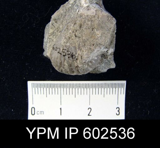 Uncinulus sp.