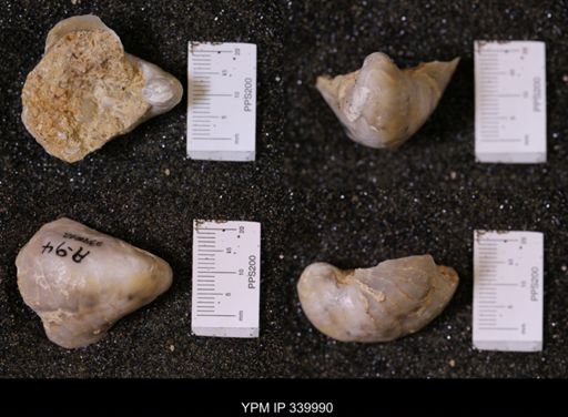 Gryphea washitaensis