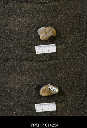 Jeletzkytes sp.