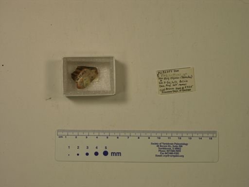 Plagiarthrus sp.