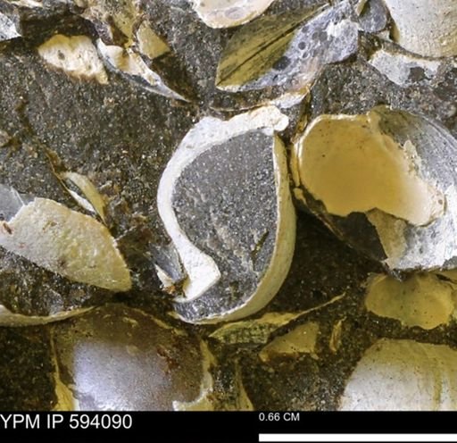 Limopsis? striatopunctatus