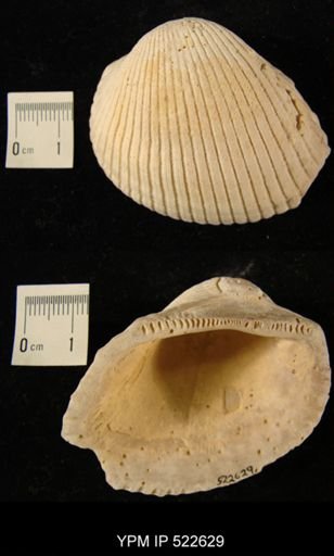 Anadara ovalis