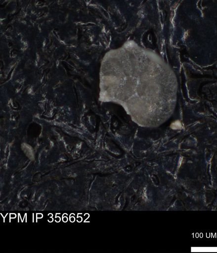 undet. Foraminiferida