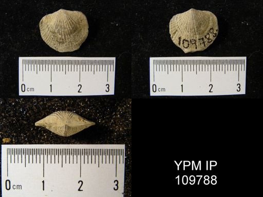 Atrypa reticularis