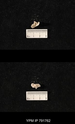 undet. Brachiopoda