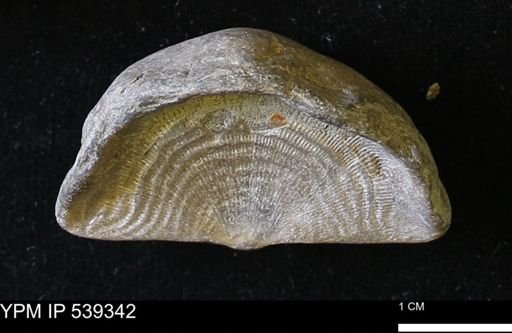 Leptaena rhomboidalis